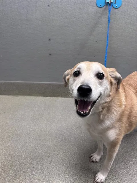 An adult large-sized male Carolina Dog dog named Richie Cunningham for adoption in Las Vegas, NV