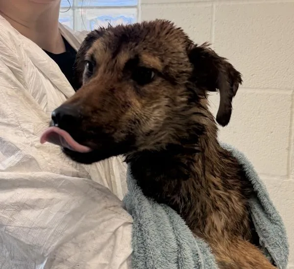A young medium-sized female Shepherd dog named Apollo Creed for adoption in Escondido, CA