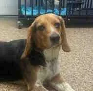 A young small-sized female Tricolor (Brown, Black, & White) Beagle dog named Lyric for adoption in Atco, NJ