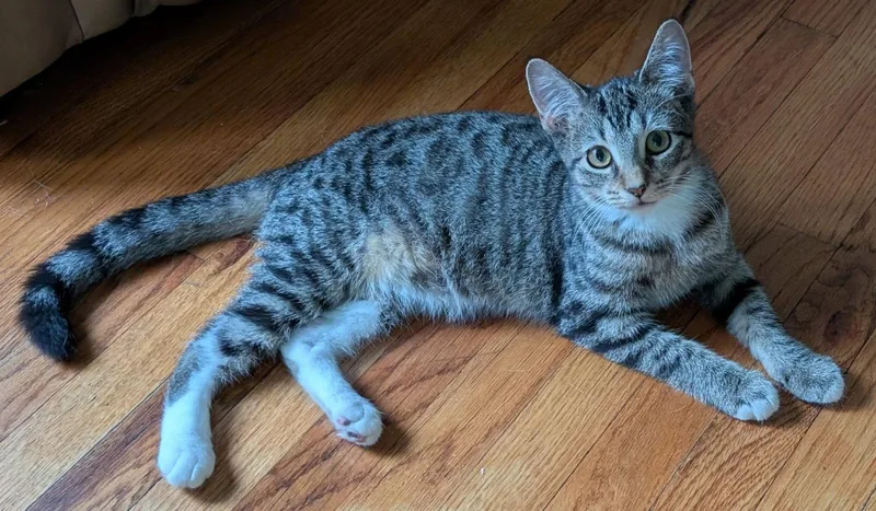 A baby medium-sized female Domestic Short Hair cat named Athena for adoption in Kansas City, MO
