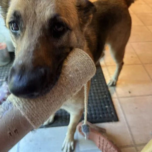 A young medium-sized female Shepherd dog named Suhu aka Lulu for adoption in Bellmawr, NJ