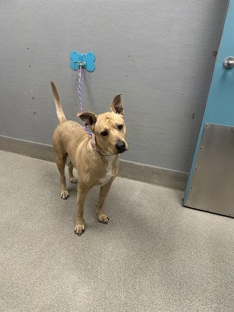 An adult large-sized female Pit Bull Terrier dog named Nala for adoption in Las Vegas, NV