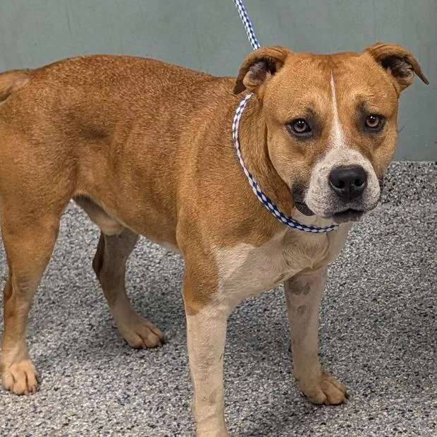 An adult large-sized male Brown / Chocolate American Staffordshire Terrier dog named Mooney for adoption in Greenville, SC