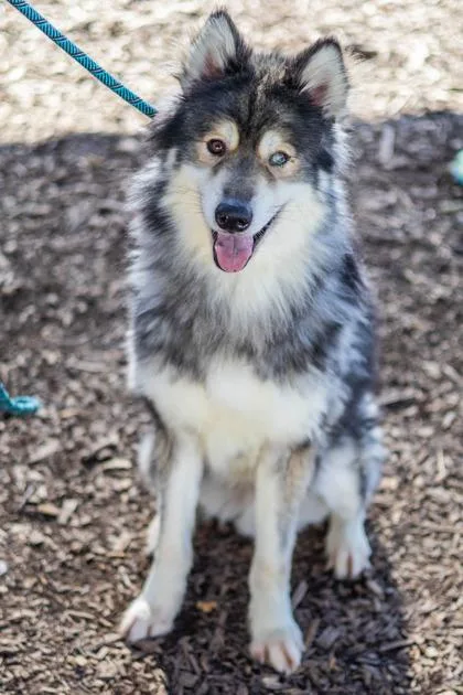 An adult large-sized male Mixed Breed dog named Rugby for adoption in Chamblee, GA