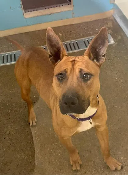 Barracuda thumbnail 2