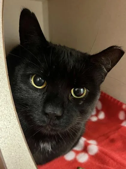 An adult large-sized female Domestic Short Hair cat named Dahlia for adoption in Quakertown, PA