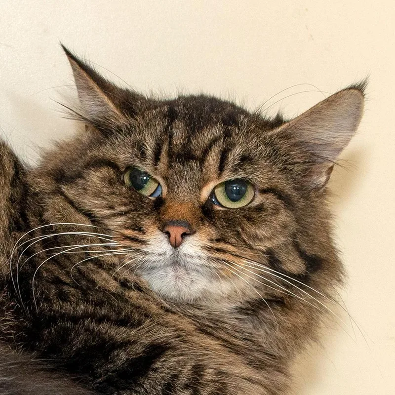 A young medium-sized female Domestic Medium Hair cat named Nyla for adoption in Troy, OH