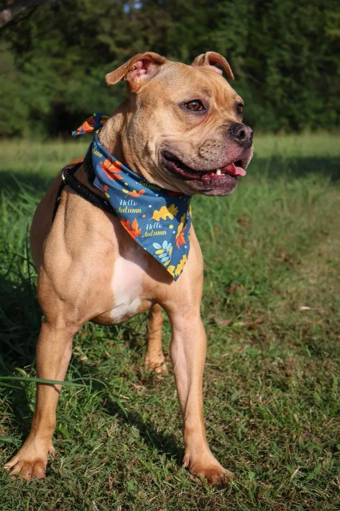 A young medium-sized female Mixed Breed dog named Lola for adoption in Columbia, TN