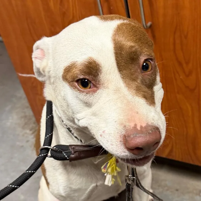 A young large-sized female White / Cream Pit Bull Terrier dog named Nova for adoption in Yuma, AZ