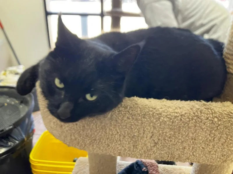 Captain Blackwhisker thumbnail 2