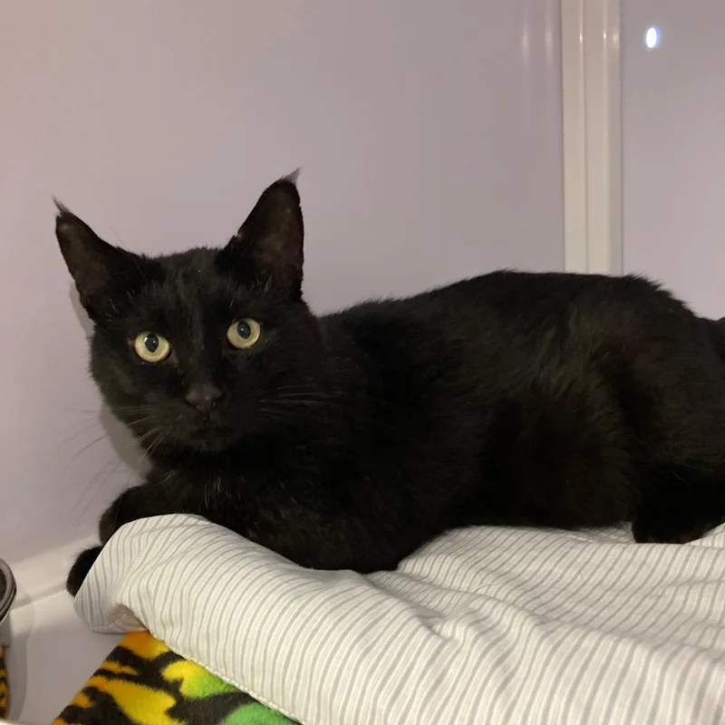 Captain Blackwhisker