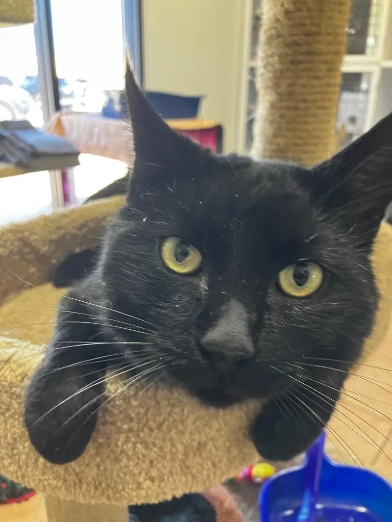 Captain Blackwhisker thumbnail 3