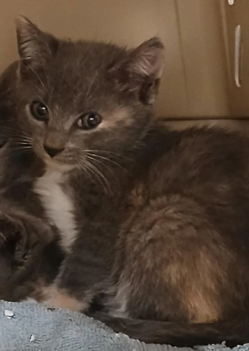 A baby small-sized female Dilute Tortoiseshell Domestic Medium Hair cat named Tae for adoption in Marshall, NC