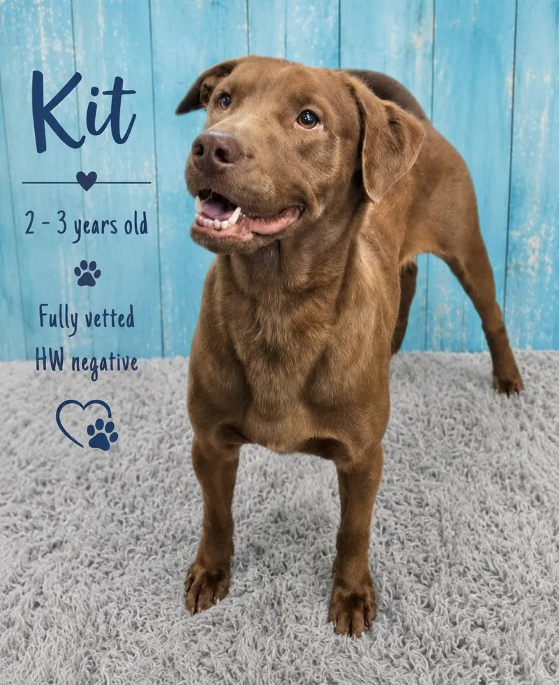 An adult medium-sized male Labrador Retriever dog named Kit for adoption in Manchester, CT