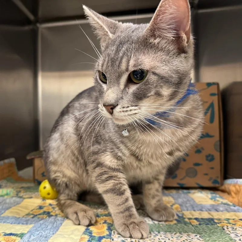 A young medium-sized male Gray / Blue / Silver Domestic Short Hair cat named Aaron for adoption in Santa Barbara, CA