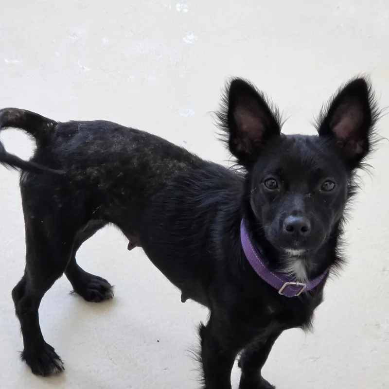 An adult small-sized female Chihuahua dog named Ethel for adoption in Dandridge, TN