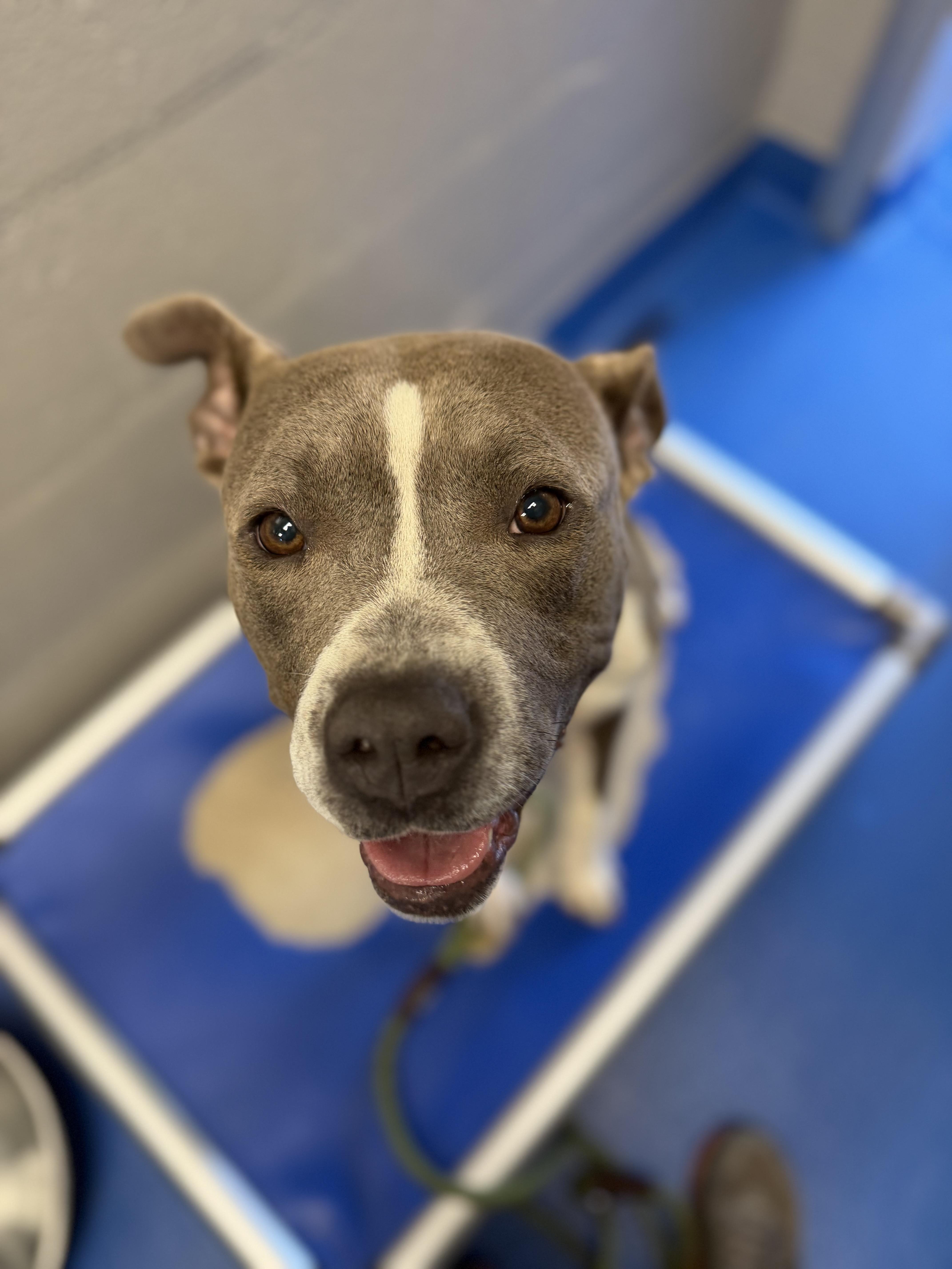An adult small-sized female Gray / Blue / Silver Terrier dog named Georgina for adoption in Lancaster, SC