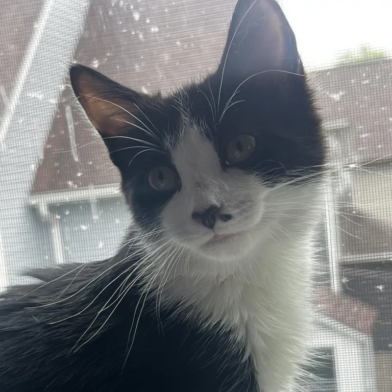 A young medium-sized male Black & White / Tuxedo Domestic Short Hair cat named Haiku for adoption in Evanston, IL