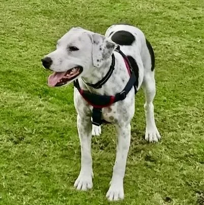 An adult medium-sized male White / Cream German Shorthaired Pointer dog named Beto for adoption in Houston, TX