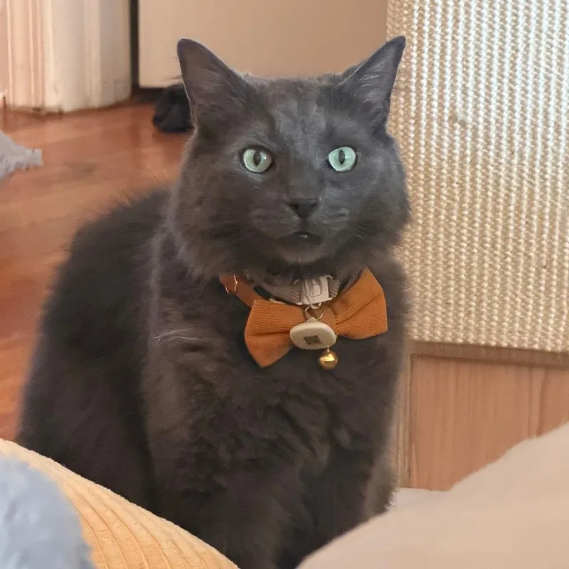 An adult small-sized male Gray / Blue / Silver Domestic Medium Hair cat named Goose for adoption in Philadelphia, PA