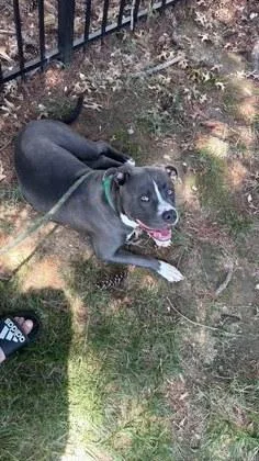 An adult large-sized male Mixed Breed dog named Toby for adoption in Fairfax, VA