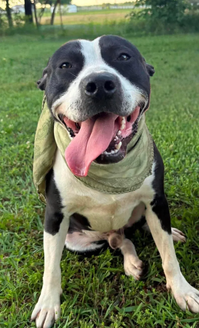 A young medium-sized male Mixed Breed dog named Oreo for adoption in Northwood, NH