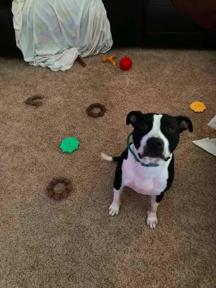 Oreo thumbnail 5