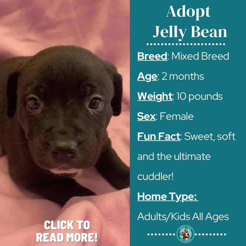 Jellybean