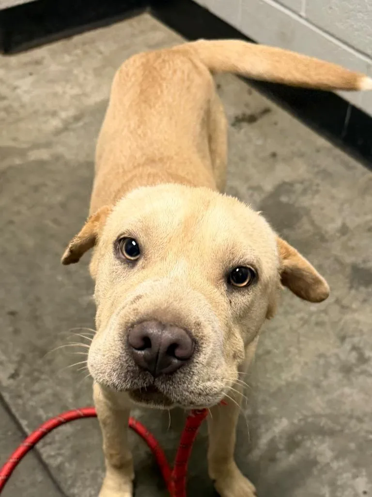 A baby large-sized female Shar-Pei dog named Joon for adoption in Henderson, NC