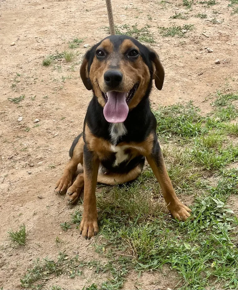 A young medium-sized male Bicolor Coonhound dog named Amos for adoption in Sautee Nacoochee, GA