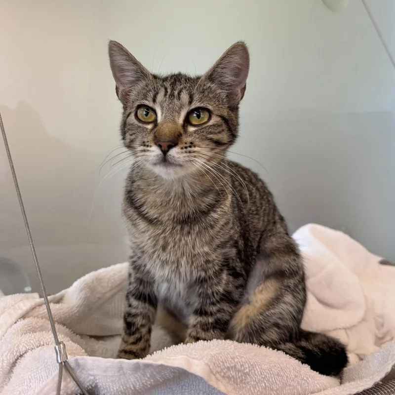 A young small-sized female Domestic Short Hair cat named Blueberry for adoption in Burlingame, CA