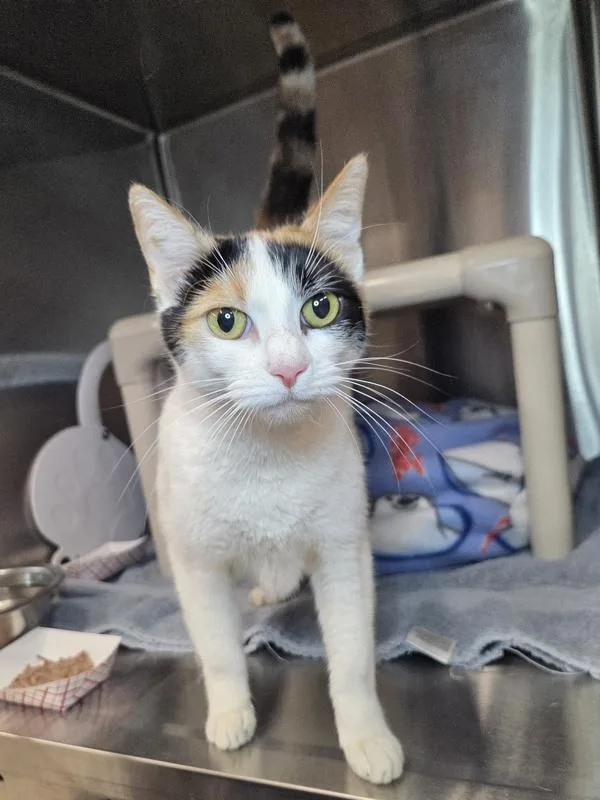 An adult large-sized female Domestic Short Hair cat named Sandra for adoption in Millersville, MD