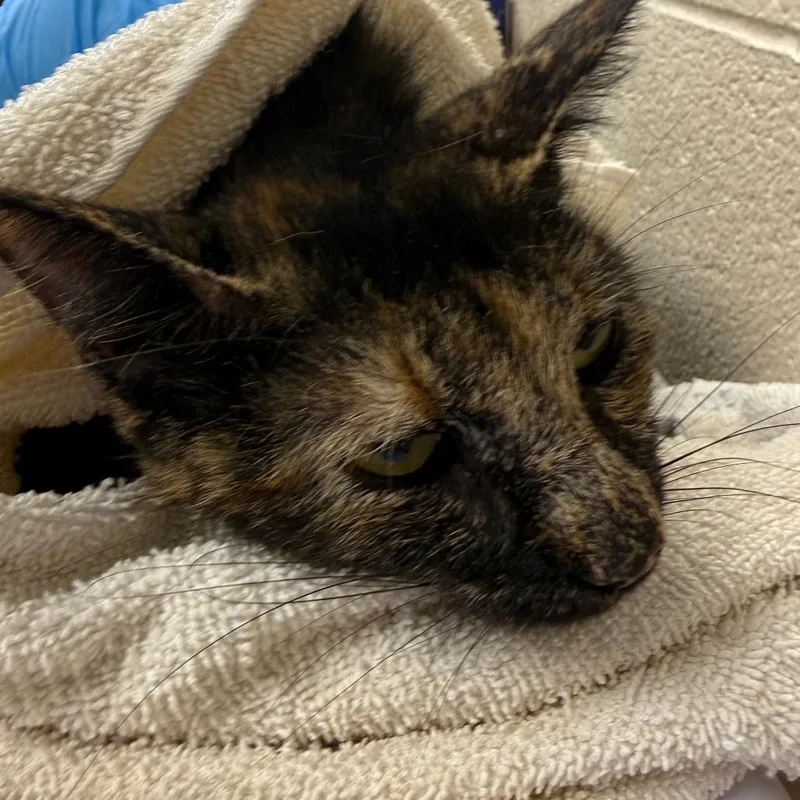An adult large-sized female Domestic Short Hair cat named Juno for adoption in Troy, VA