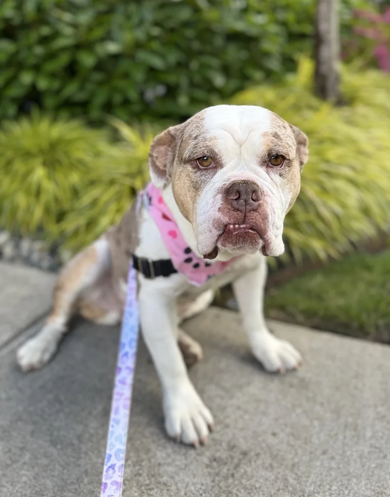 An adult medium-sized female Tricolor (Brown, Black, & White) English Bulldog dog named Miley for adoption in lynnwood , WA
