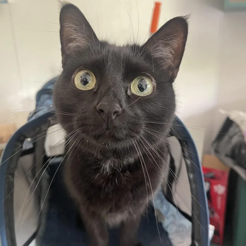 An adult medium-sized male Black Domestic Short Hair cat named Nix for adoption in Clearwater, FL