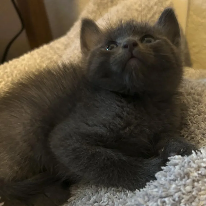 A baby small-sized male Gray / Blue / Silver Domestic Short Hair cat named Peculiar Purple Pieman for adoption in San Antonio, TX