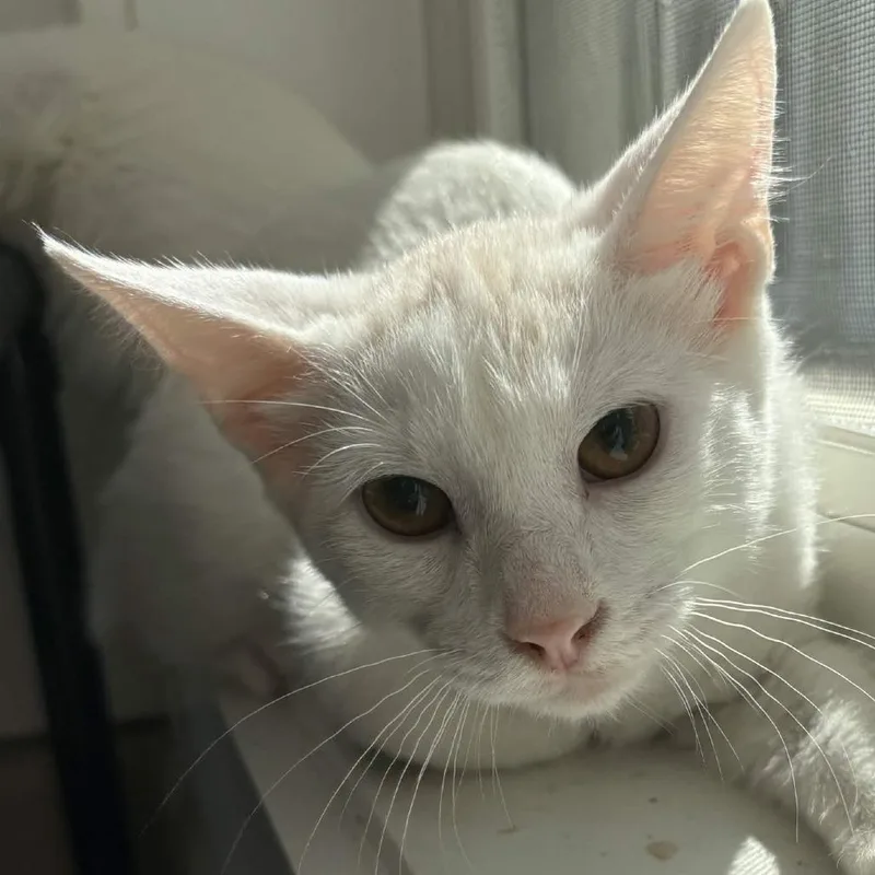 A baby small-sized male White Domestic Short Hair cat named Bullseye for adoption in Gloucester, VA