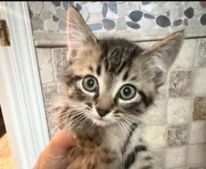 A baby small-sized male Brown / Chocolate Domestic Short Hair cat named Ducky . for adoption in Kansas City, MO