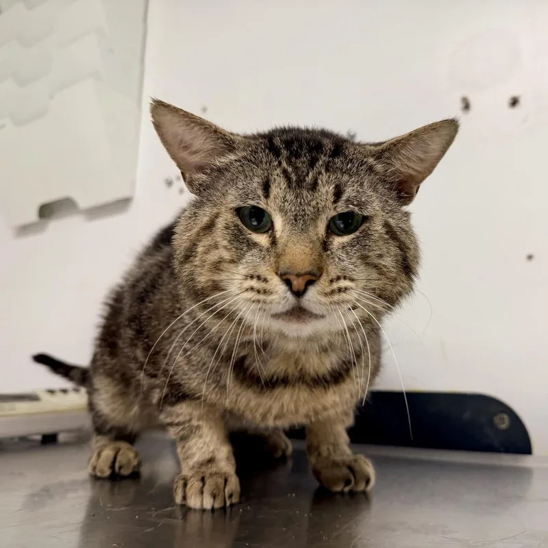 An adult large-sized male Domestic Short Hair cat named Theodore for adoption in New York, NY