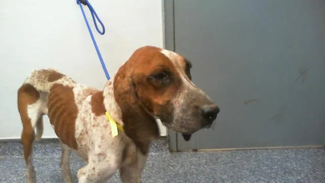 An adult medium-sized male English Coonhound dog named Ranger for adoption in Charlotte, NC