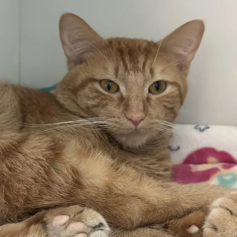 An adult medium-sized male Orange / Red Domestic Short Hair cat named Garfield for adoption in Matteson, IL