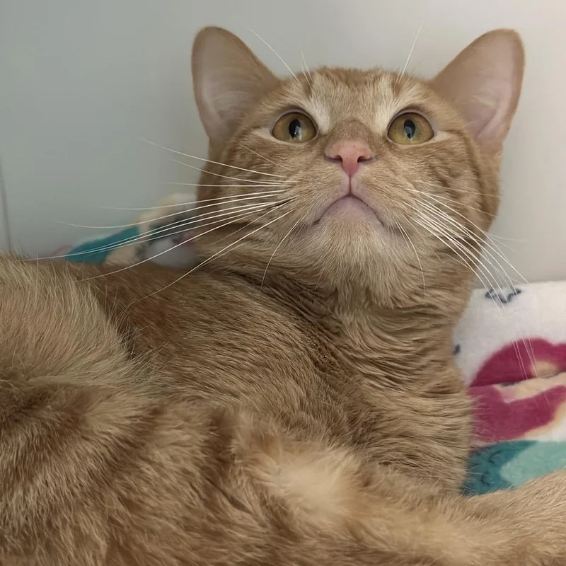 Garfield thumbnail 2
