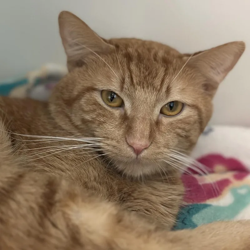 Garfield thumbnail 3
