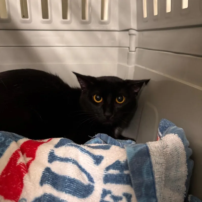 A young medium-sized female Black Domestic Short Hair cat named Lark for adoption in Mount Juliet, TN
