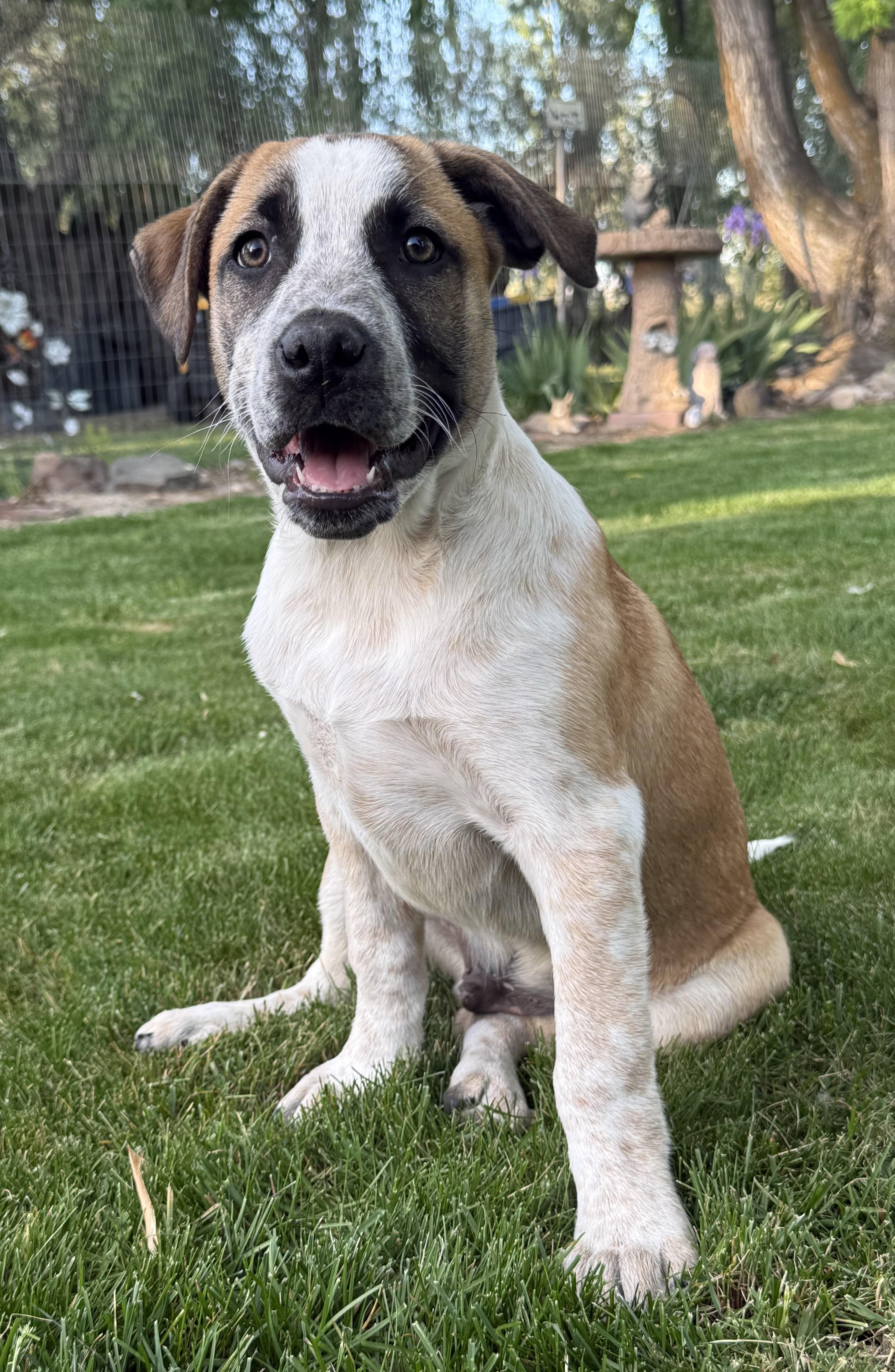 A young large-sized male American Staffordshire Terrier dog named Cody for adoption in Twin Falls, ID
