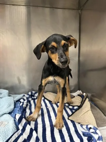 A young small-sized female German Shepherd Dog dog named Fia for adoption in North Miami Beach, FL