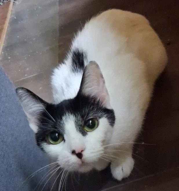 A young small-sized female Domestic Short Hair cat named Melody for adoption in Brook Park, OH