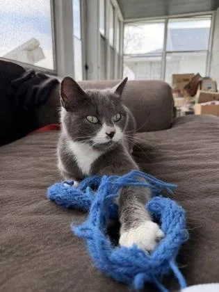 An adult small-sized female Domestic Short Hair cat named Charlotte for adoption in South Bend, IN