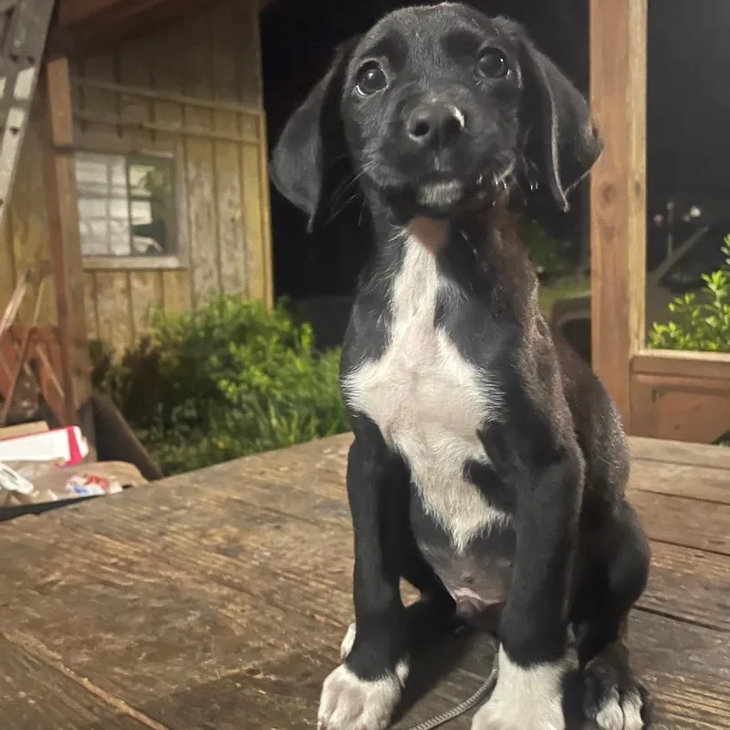 A baby small-sized male Black Mixed Breed dog named Ronaldo for adoption in Valley, AL