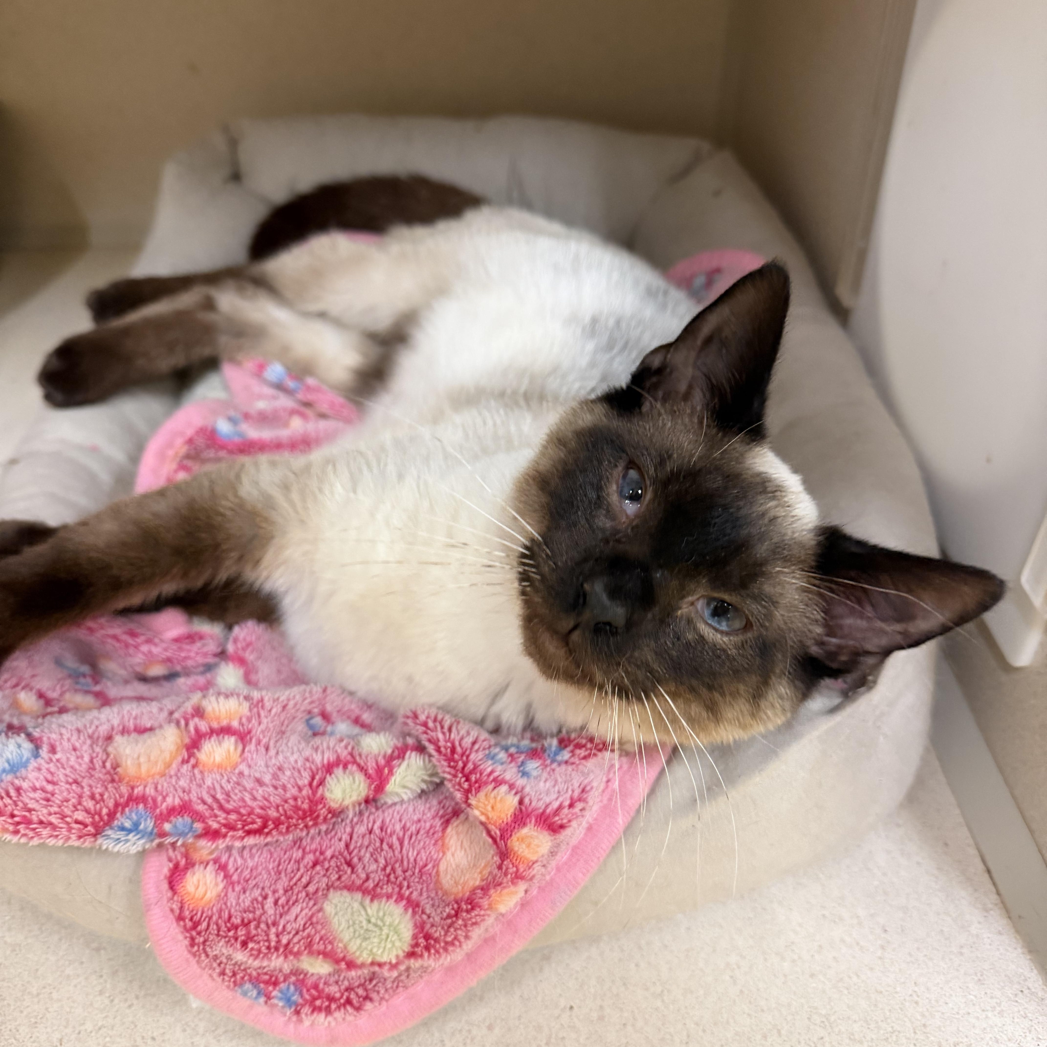 A young large-sized male White Siamese cat named Thai for adoption in Hudson, NY
